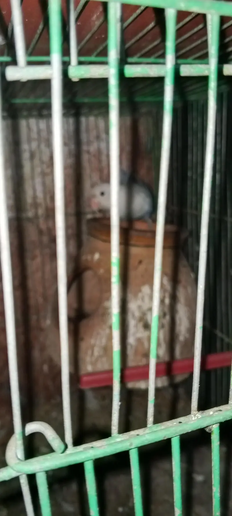 Hens/silver /foan Jawa/lutino /lutino pasnata/ — photo 12