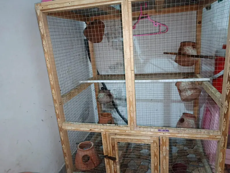 Parrots cage,big cage,cage with kaujays,cage,wood cage — photo 2