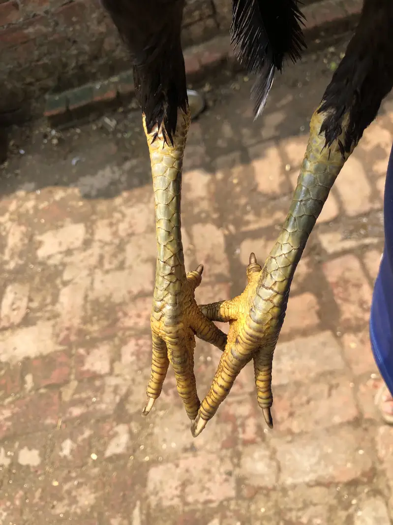 Thai cross and shandi femal for sell healthy and active — photo 2