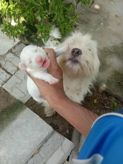 poodle babies for sale white