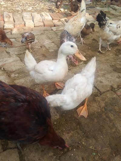 ducks for sale contact no (03704704328)