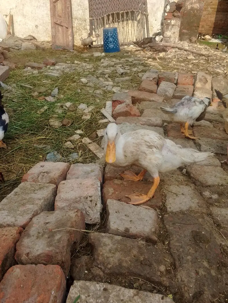 ducks for sale contact no (03704704328) — photo 2