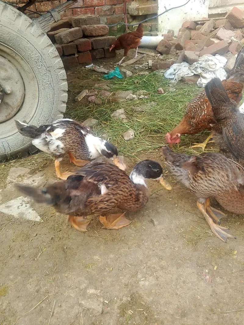 ducks for sale contact no (03704704328) — photo 3
