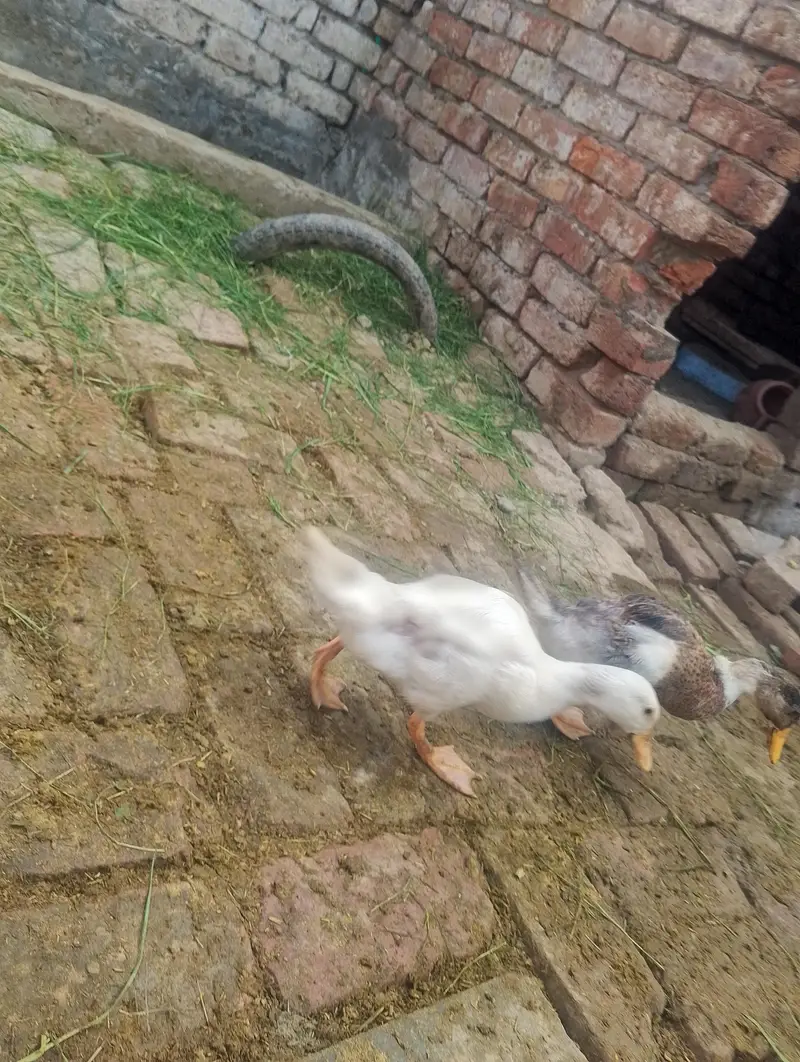 ducks for sale contact no (03704704328) — photo 4