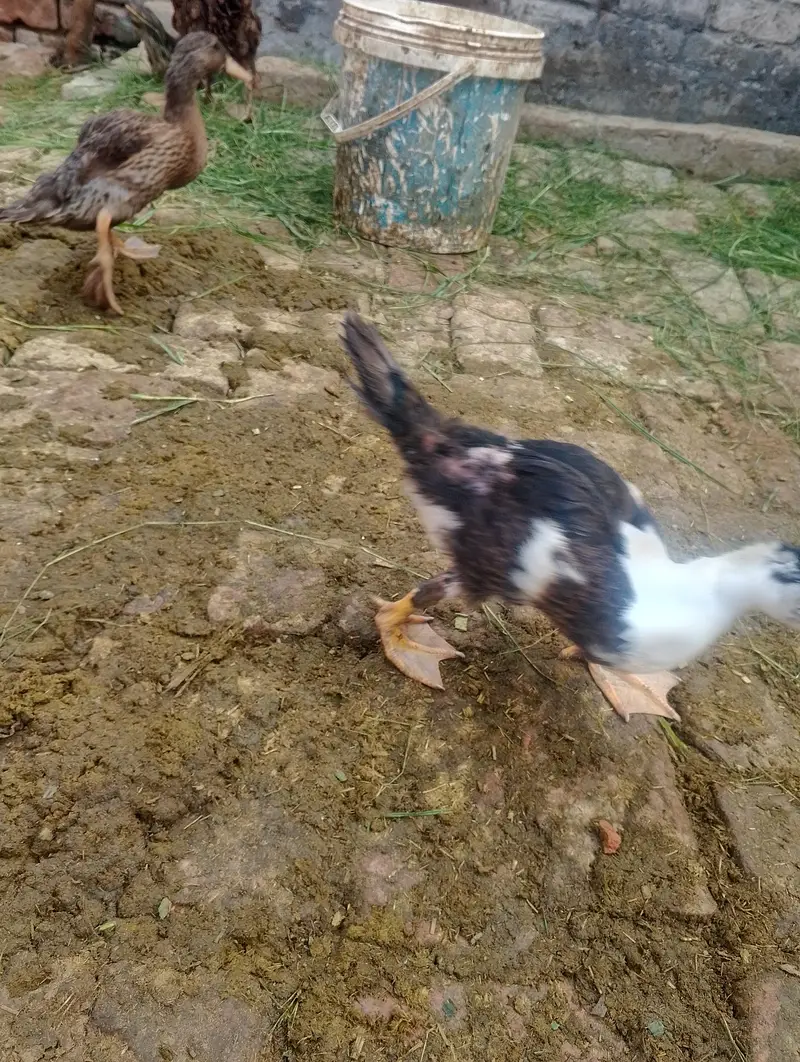 ducks for sale contact no (03704704328) — photo 5