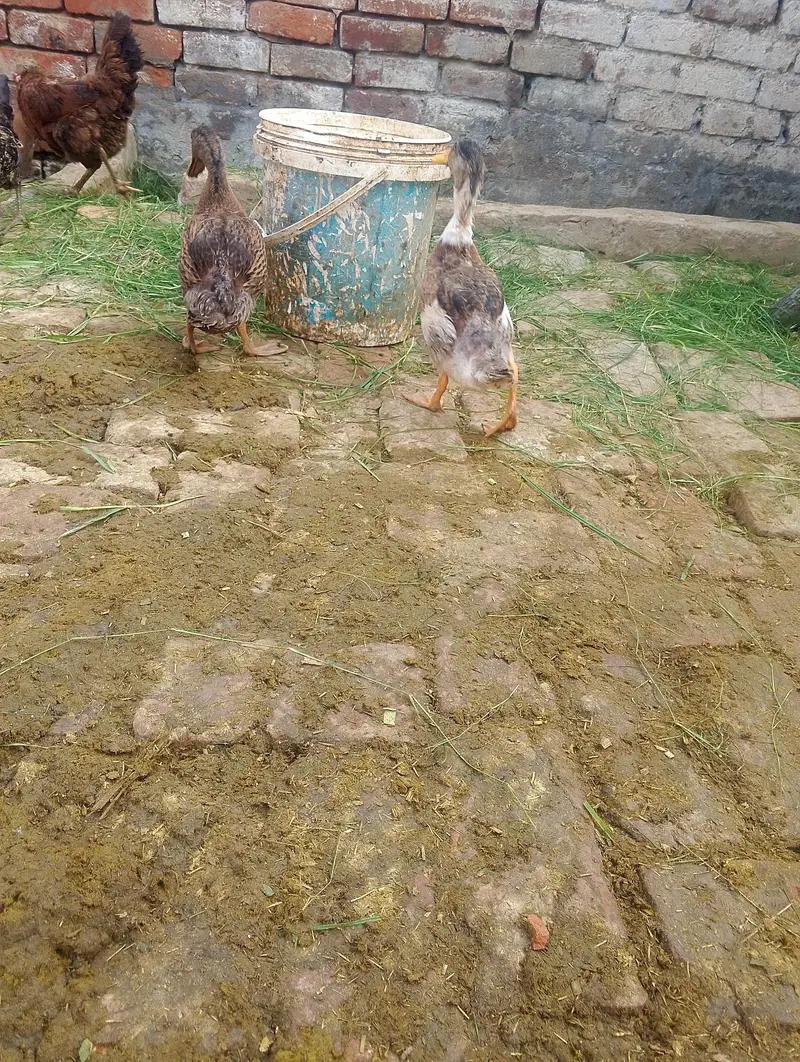 ducks for sale contact no (03704704328) — photo 6