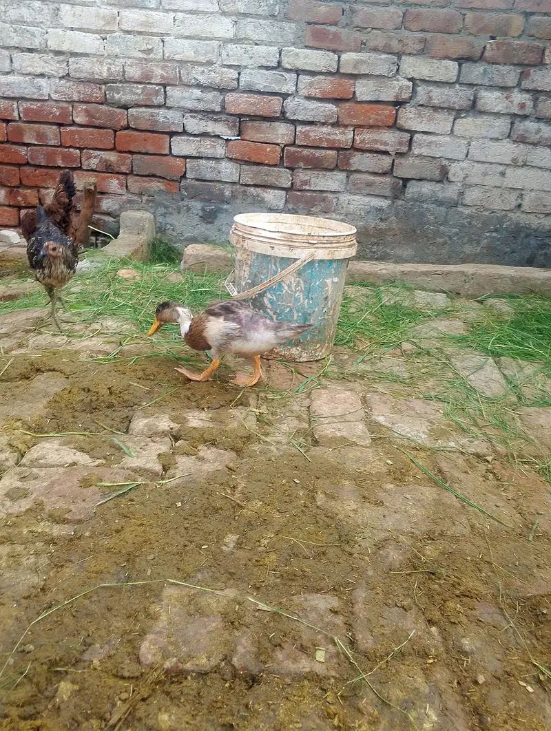ducks for sale contact no (03704704328) — photo 7