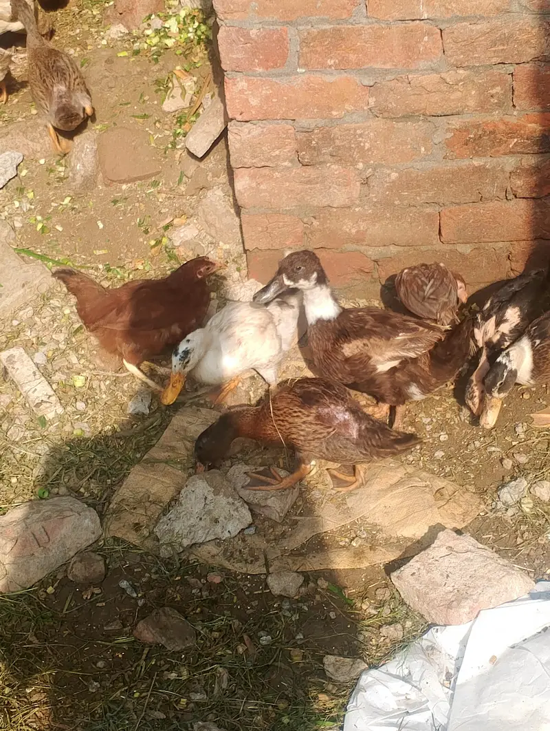 ducks for sale contact no (03704704328) — photo 8