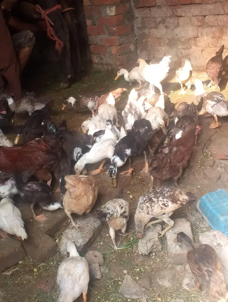 ducks for sale contact no (03704704328) — photo 9
