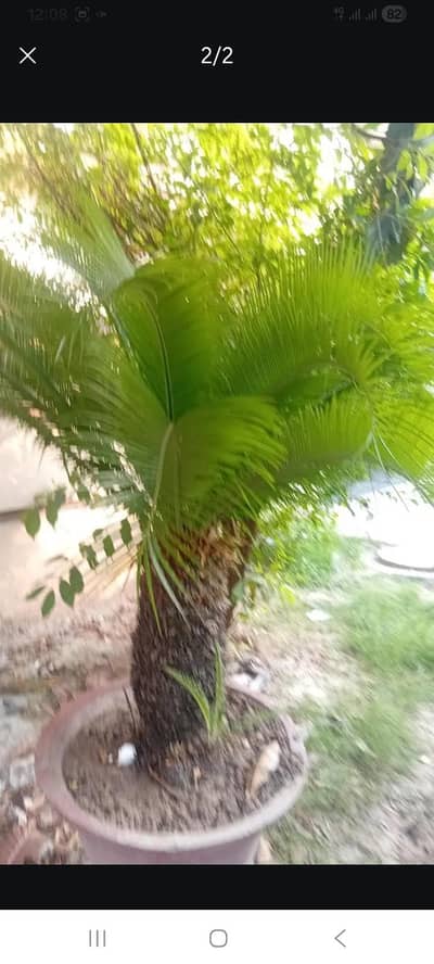 kangi bine plant 15 years old in Good and fresh look