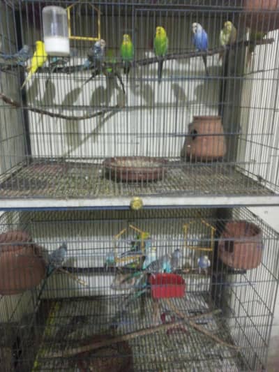 Australian parrot sale