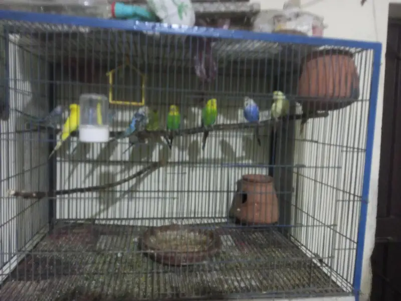Australian parrot sale — photo 2