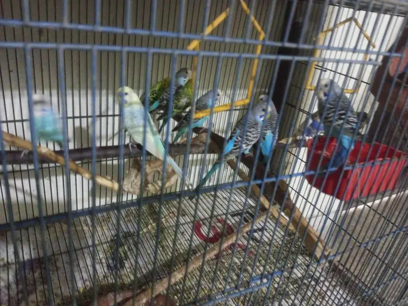 Australian parrot sale — photo 3