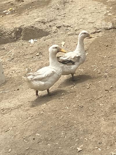 White/pekin type domestic ducks