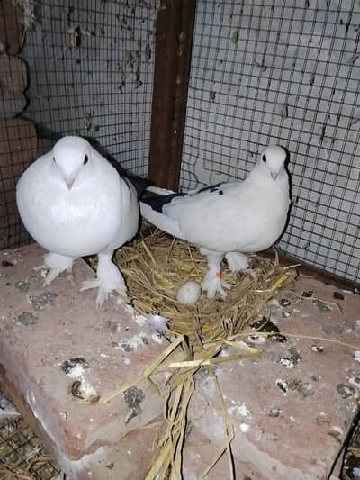 sentient breeder pair with egg 