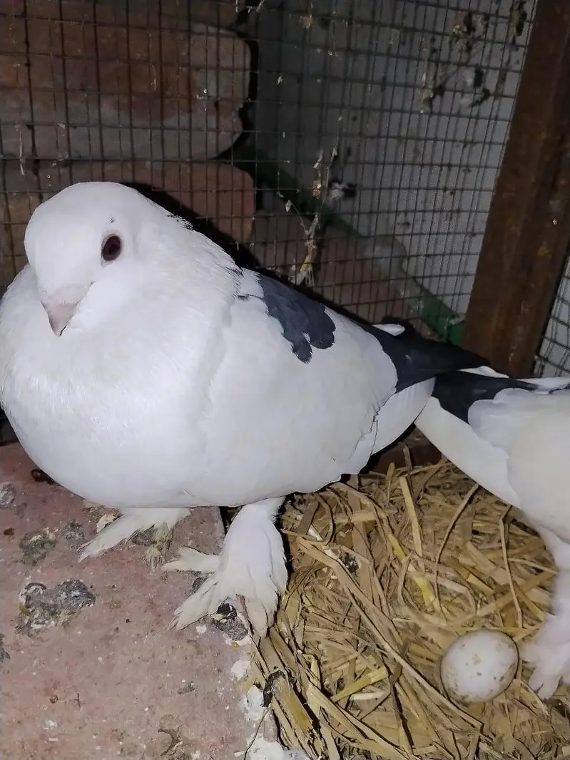 sentient breeder pair with egg  — photo 2