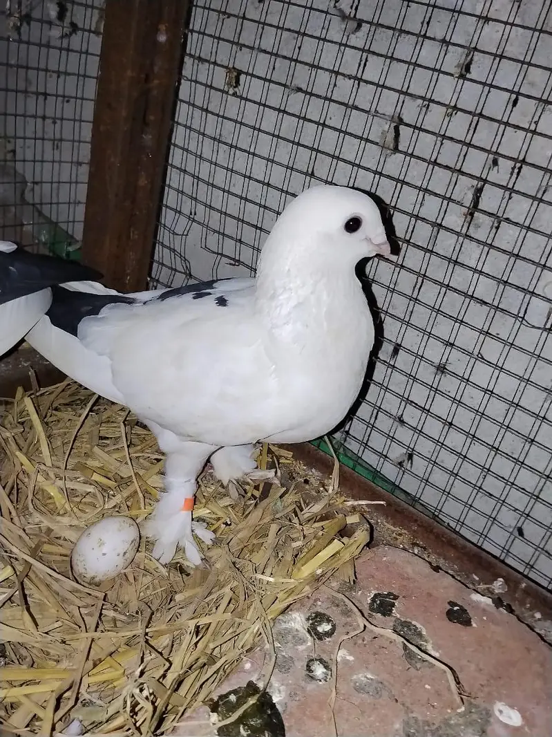 sentient breeder pair with egg  — photo 3