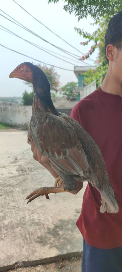 Pure Aseel madi , old blood line