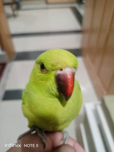 Ringneck parrot with cage