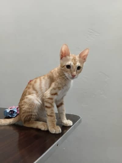 kittens for adoption