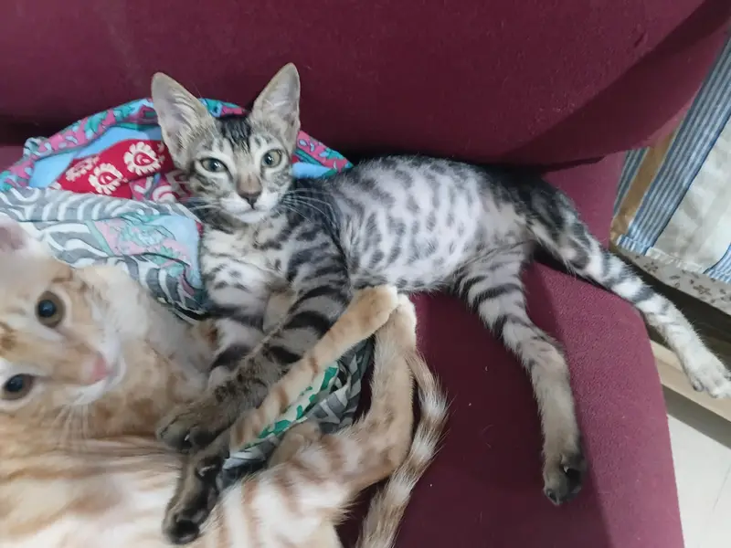 kittens for adoption — photo 2
