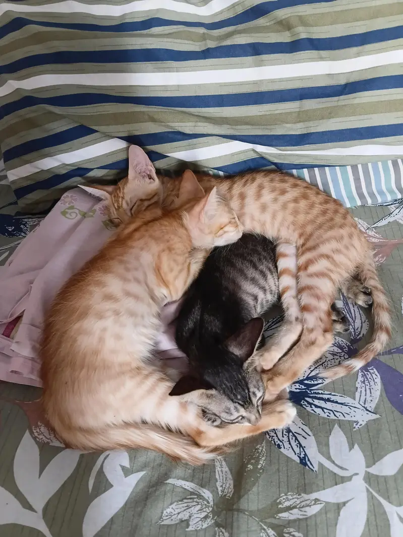 kittens for adoption — photo 3