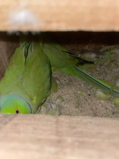 breader pair