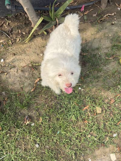 I  am looking for new home for my dog