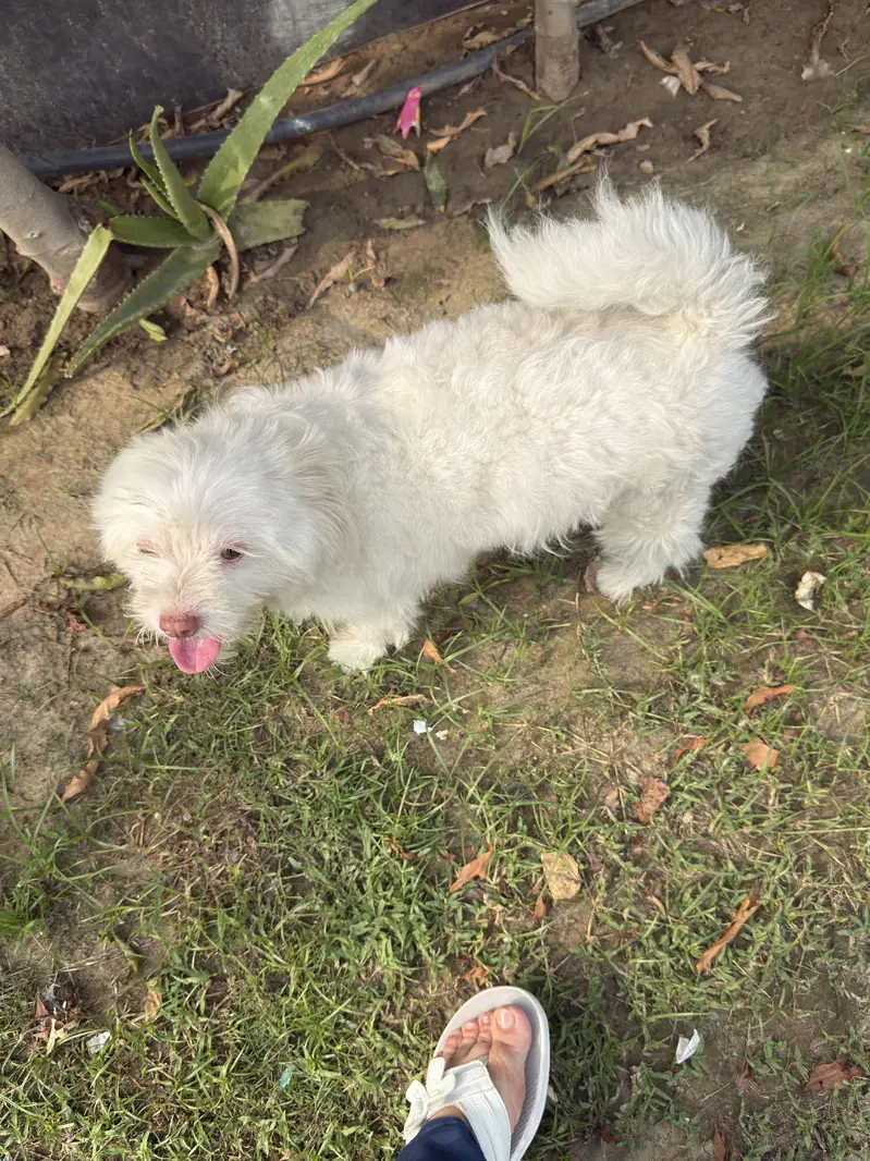 I  am looking for new home for my dog — photo 2