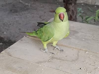parrot female for sale  Whatsapp pa raabta kara