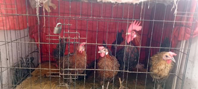4 ande wali murghian aor 1 murgha with pinjra