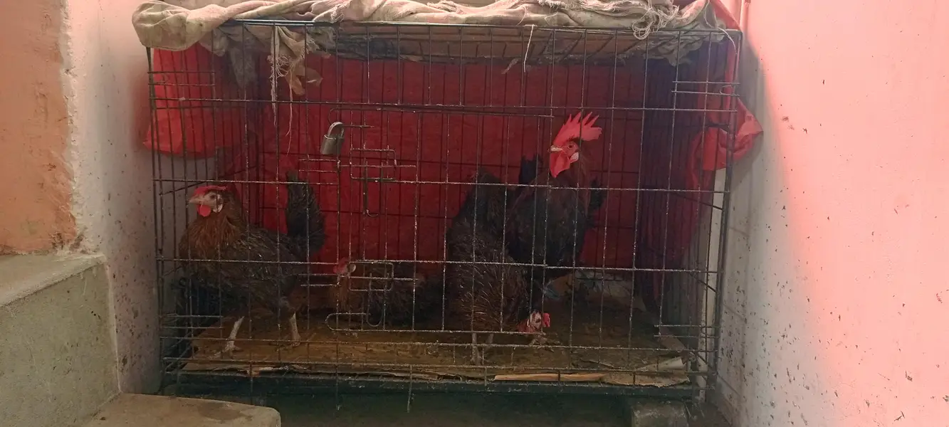 4 ande wali murghian aor 1 murgha with pinjra — photo 2