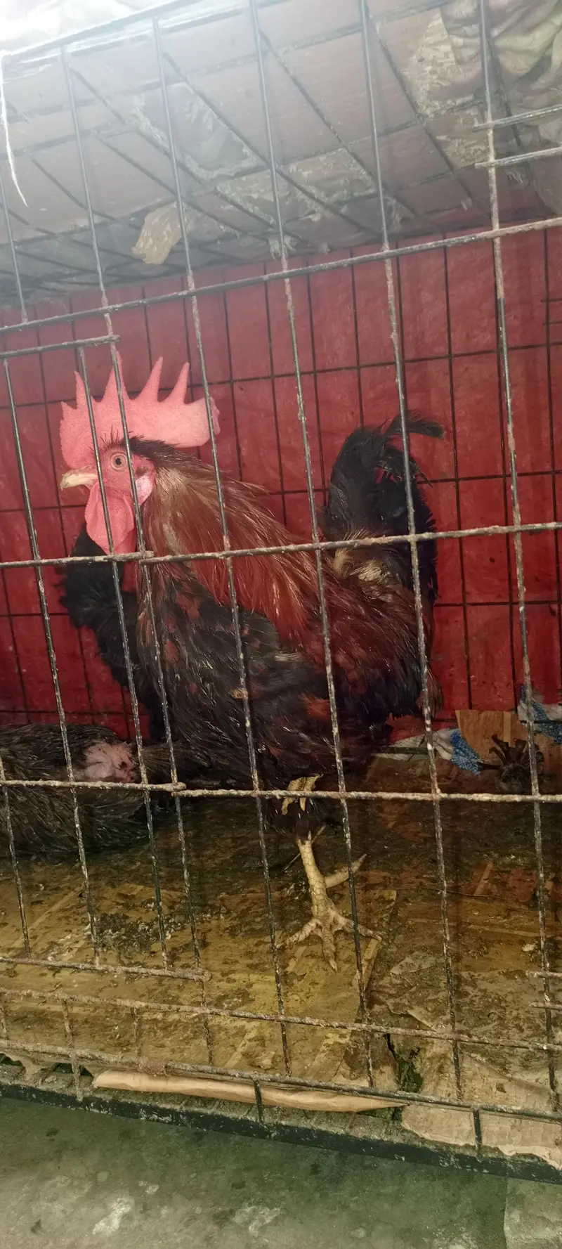 4 ande wali murghian aor 1 murgha with pinjra — photo 3