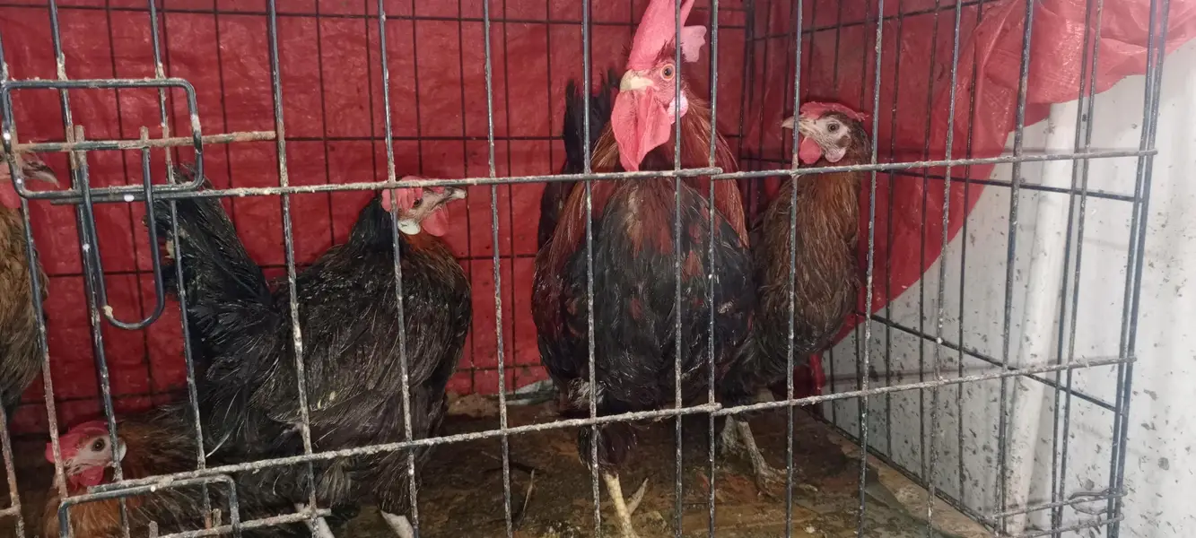 4 ande wali murghian aor 1 murgha with pinjra — photo 4