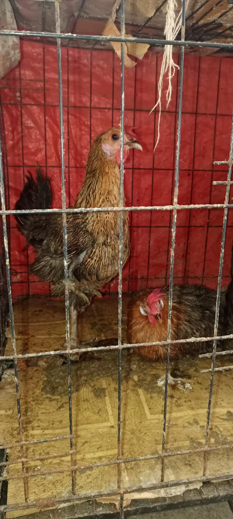 4 ande wali murghian aor 1 murgha with pinjra — photo 5