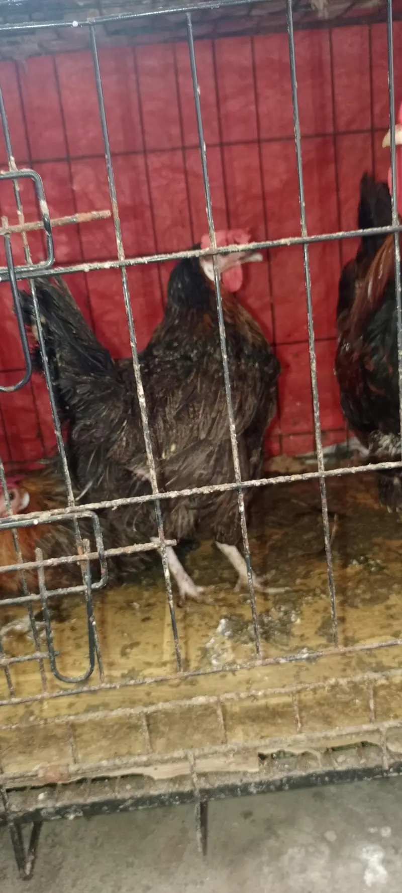 4 ande wali murghian aor 1 murgha with pinjra — photo 6