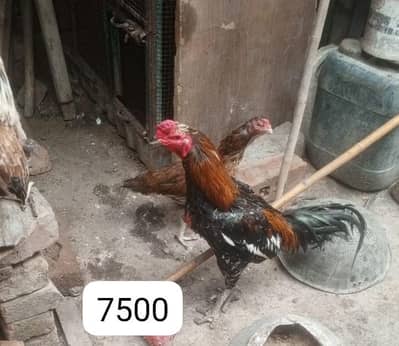 2 pure desi cock and one desi hen and one aseel cock selling