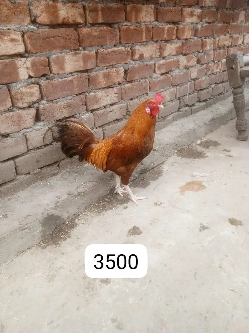 2 pure desi cock and one desi hen and one aseel cock selling — photo 2