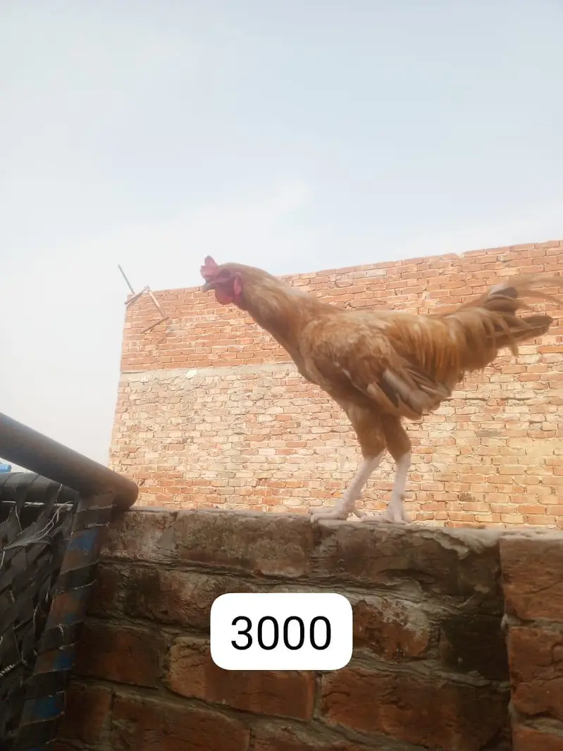 2 pure desi cock and one desi hen and one aseel cock selling — photo 3