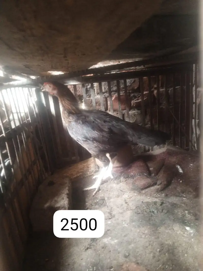 2 pure desi cock and one desi hen and one aseel cock selling — photo 4