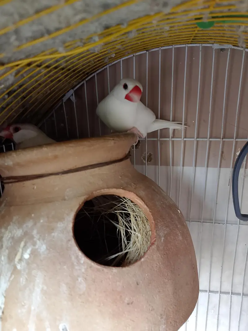 jawa & budgies — photo 3