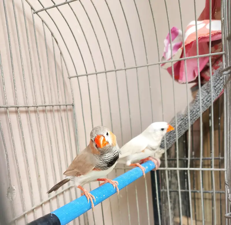 jawa & budgies — photo 4