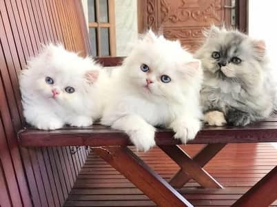 Cats | Persian | kittens |  Blue Eyes| 3 kot | o3480163§063§^⁠_⁠^