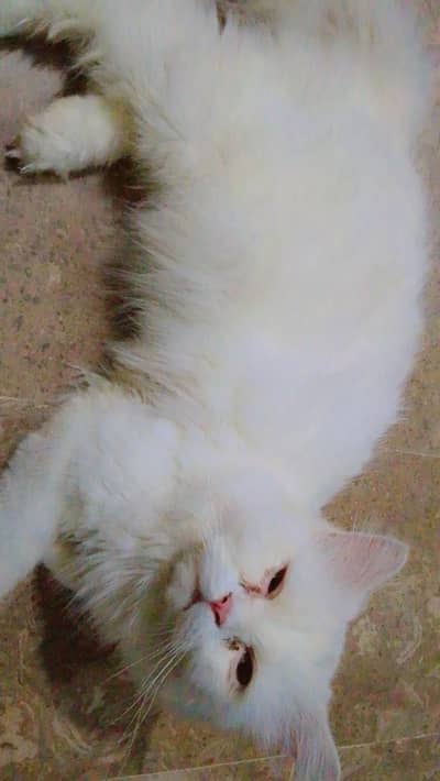 Persian cat triple cottage male and female