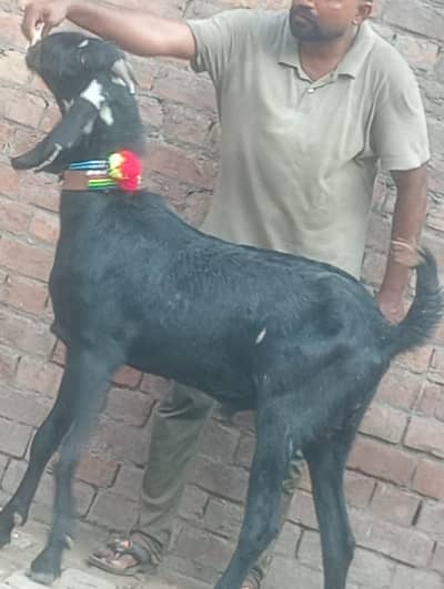 Beetal Bakra sale