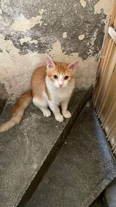 persian mix breed