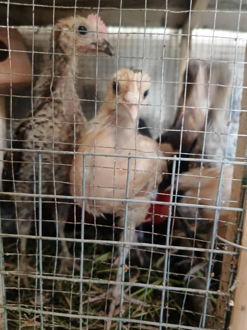 chicks 1