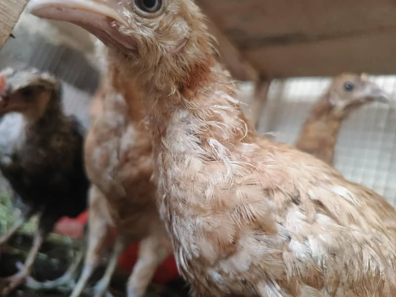 chicks 2