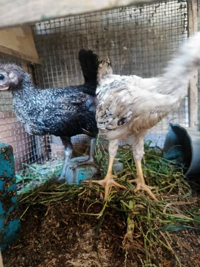 chicks