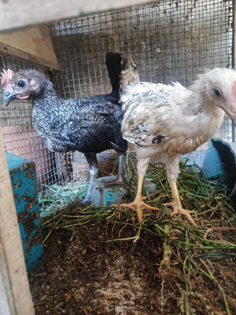 chicks 3